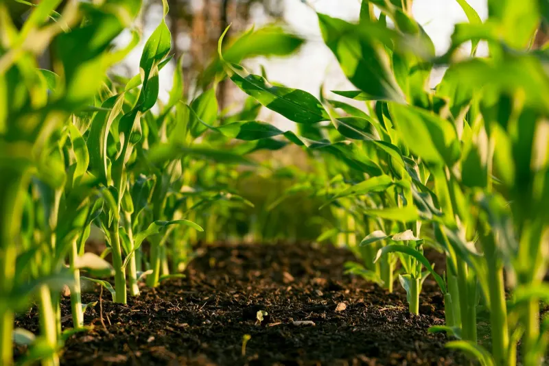 Fertilizer
